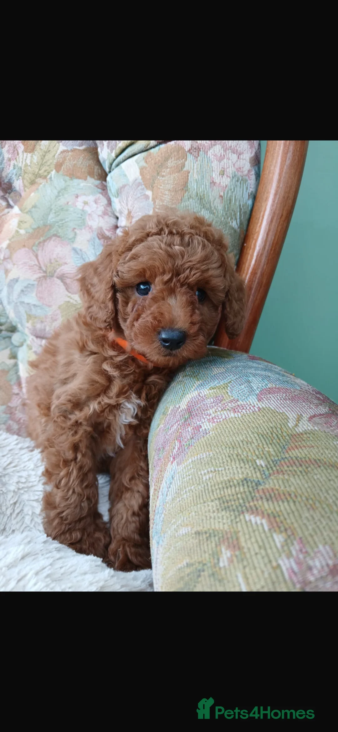 Cavapoo dogs for sale: Fox red cavapoos in Bristol - Advert 1