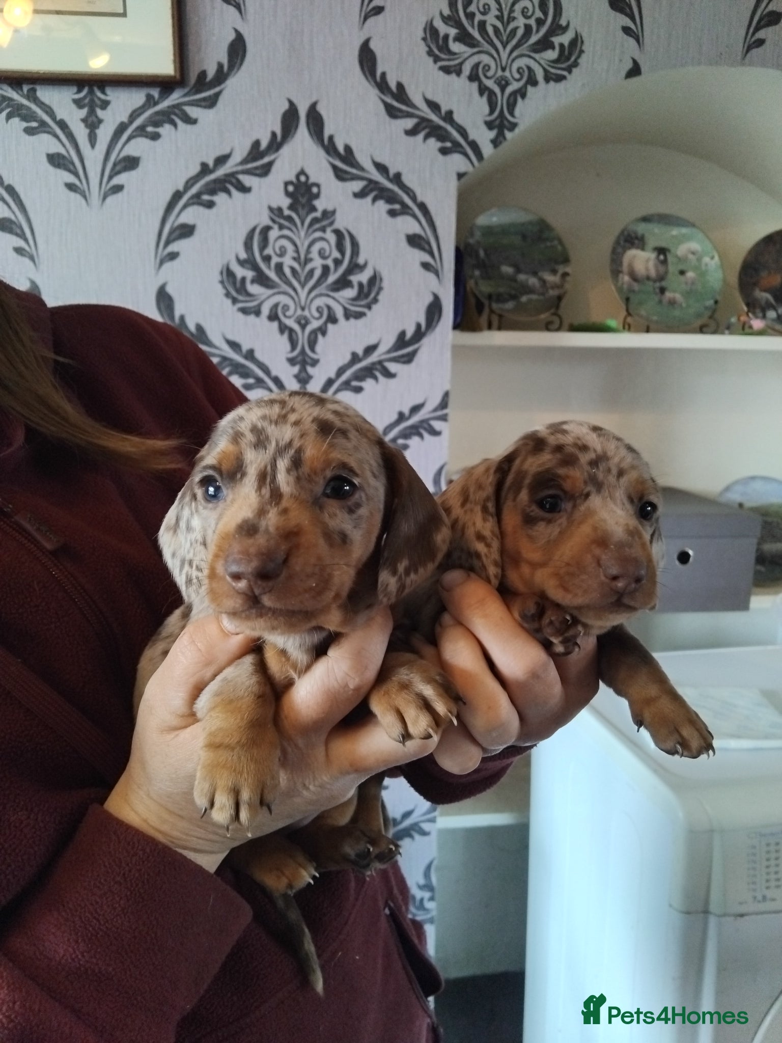 Miniature Dachshund dogs Miniature dachshund  - Advert 2