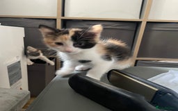 Mixed Breed cats for sale: 3 females - Image 8