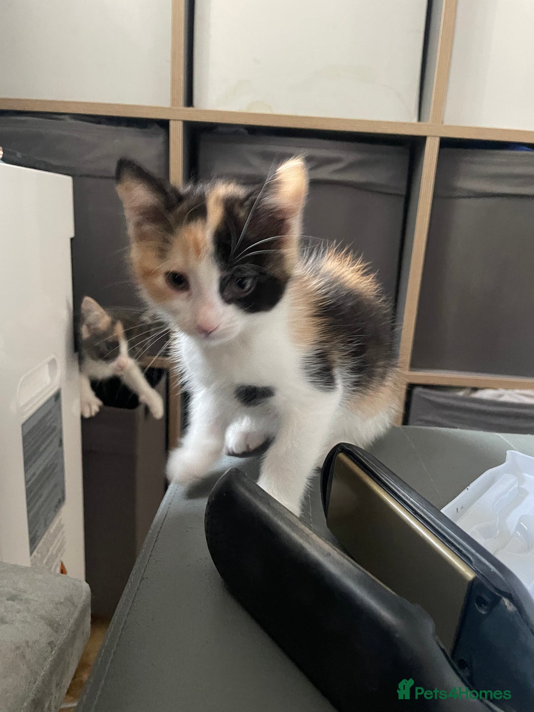 Mixed Breed cats for sale: 3 females - Image 8