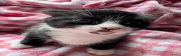 Mixed Breed cats for sale: 2 Kittens ReadyTOGO! £150 - Advert 2