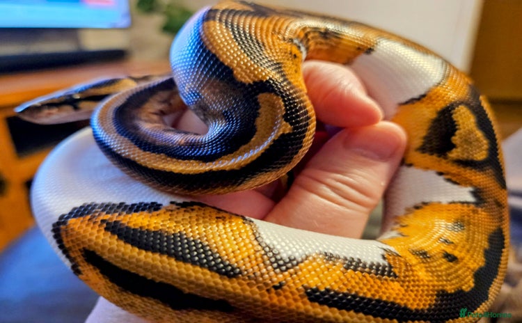 Python Snake reptiles - Advert 1