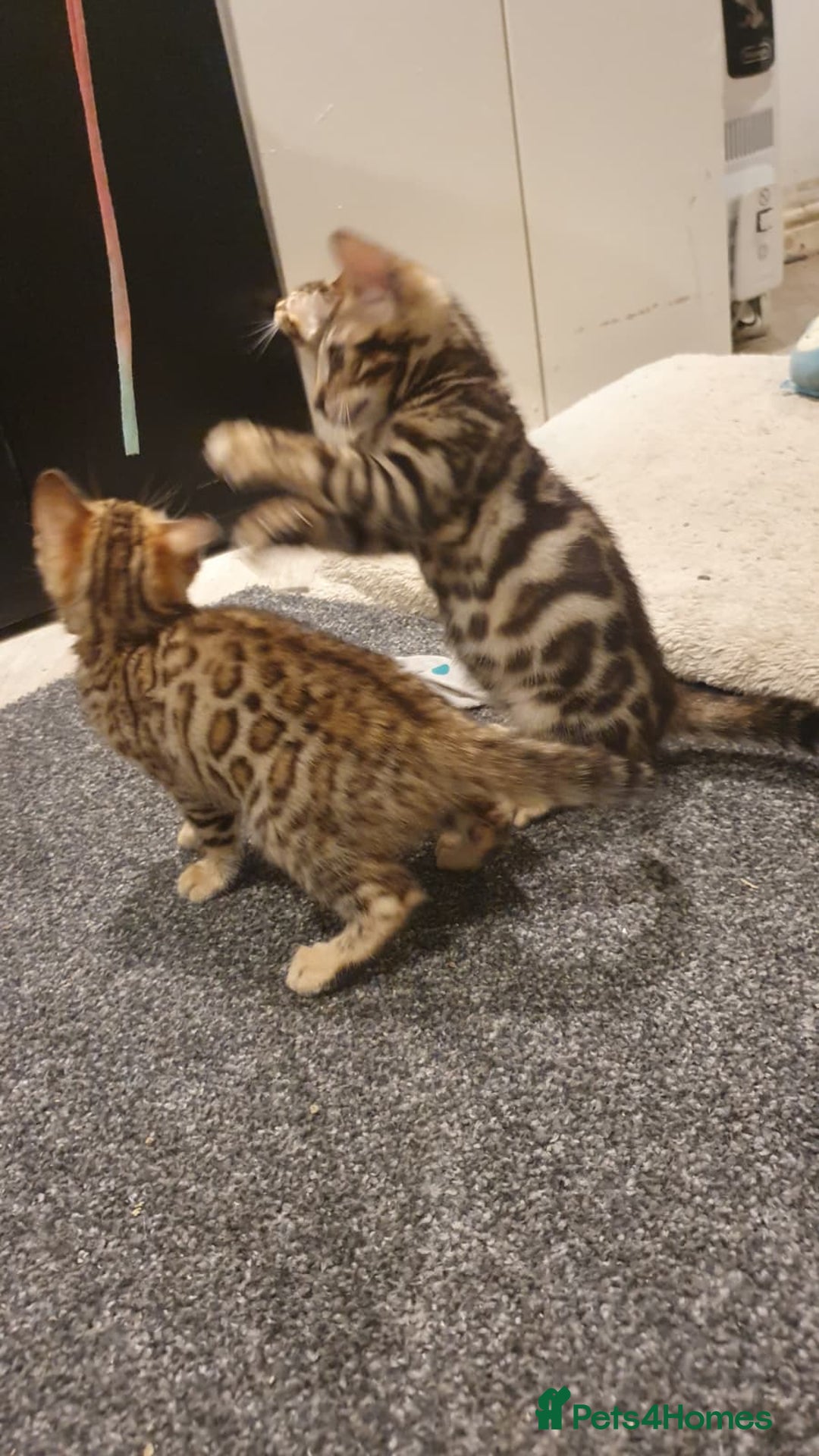 Bengal cats for sale: 🔥✨Pedigree TICA-Registered Bengals - Advert 16