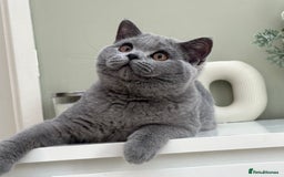 British Shorthair cats for sale: British Blue boy - Image 9