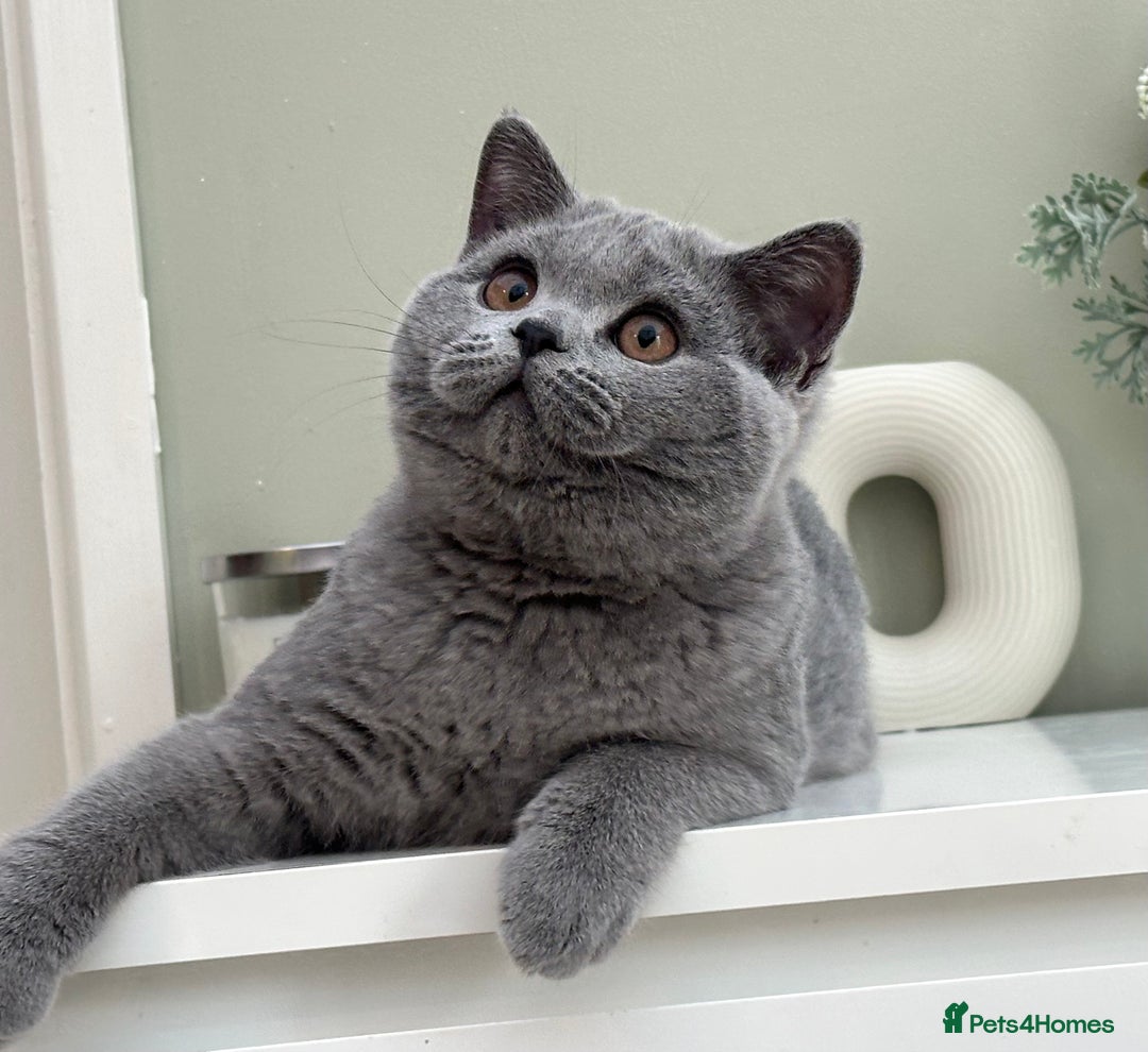 British Shorthair cats for sale: British Blue boy - Image 9