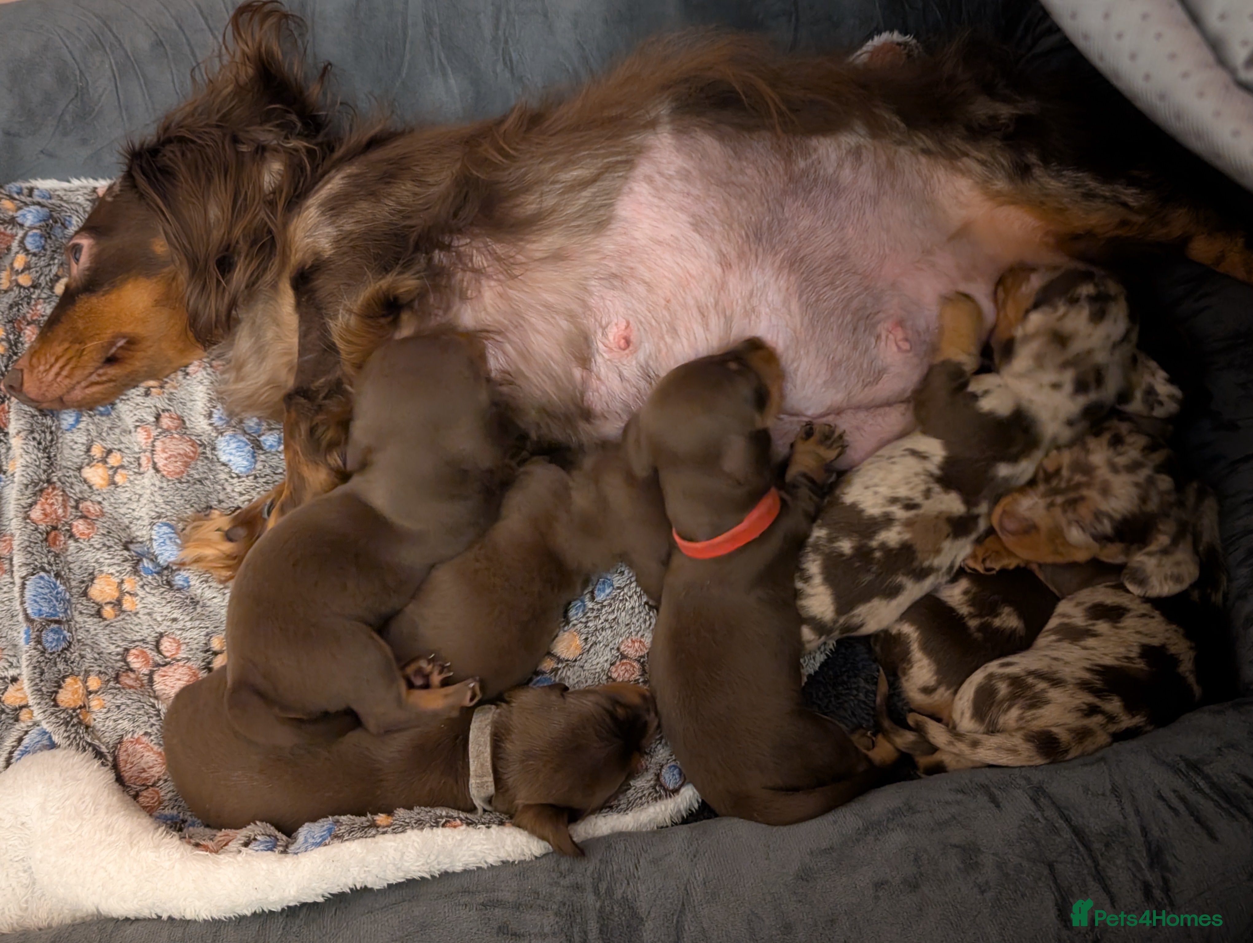 Miniature Dachshund dogs Miniature Dachshund Ready Now - Advert 15