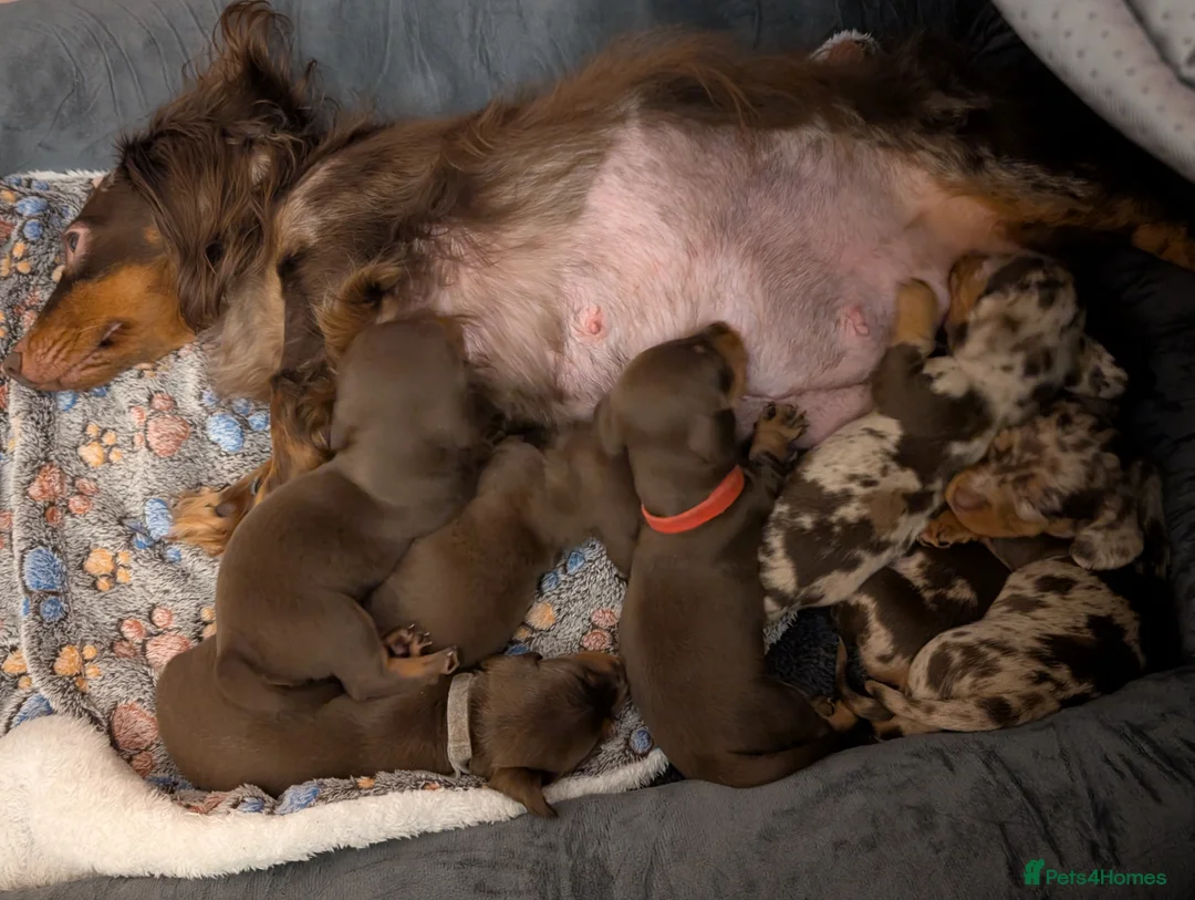 Miniature Dachshund dogs for sale: Miniature Dachshund Ready Now - Advert 38