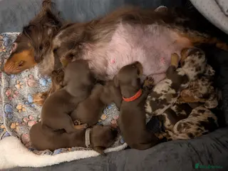 Miniature Dachshund dogs Miniature Dachshund Ready Now - Advert 15