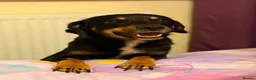 Mixed Breed dogs for sale: Cocker x Australia kelpie  in Chard - Advert 1