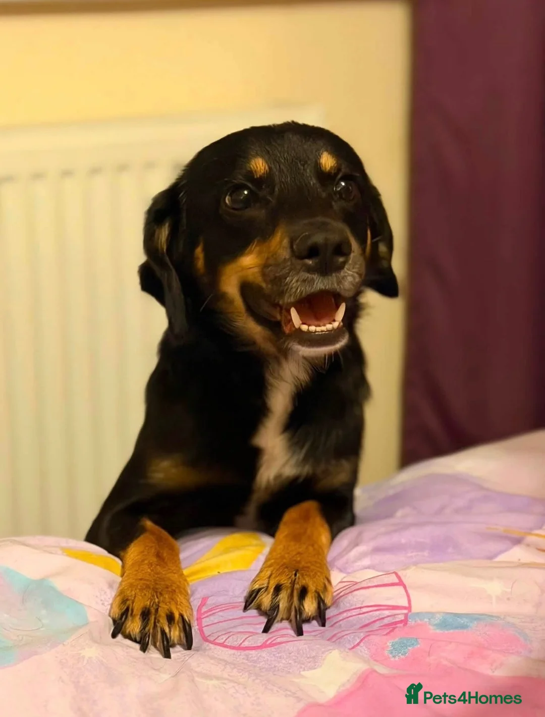 Mixed Breed dogs for sale: Cocker x Australia kelpie  in Chard - Advert 1