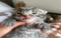 Bengal cats for sale: Bengal x Persian male kitten for sale! - Image 21