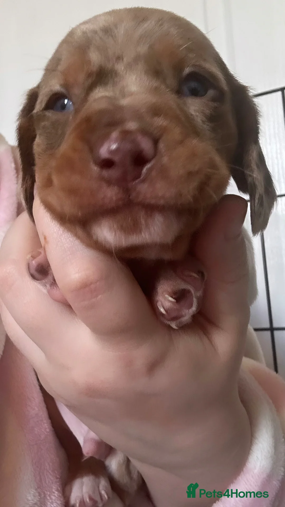 Dachshund dogs for sale: Miniature dachshund puppies - Advert 2