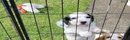Cocker Spaniel dogs for sale: Cocker Spaniel Pups, Working Type, KC Reg - Advert 9