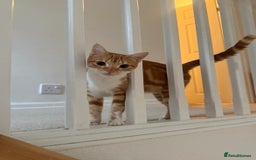 Domestic Shorthair cats for sale:  Adorable Kittens Looking for Their Forever Homes - Image 9