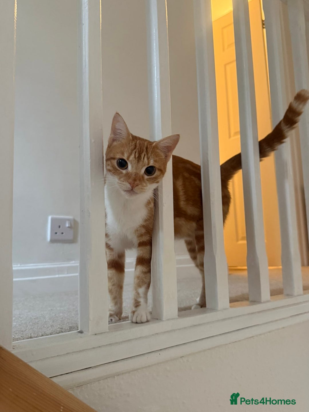 Domestic Shorthair cats for sale:  Adorable Kittens Looking for Their Forever Homes - Image 9