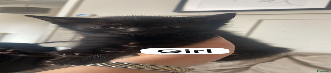 Mixed Breed Kitten 3