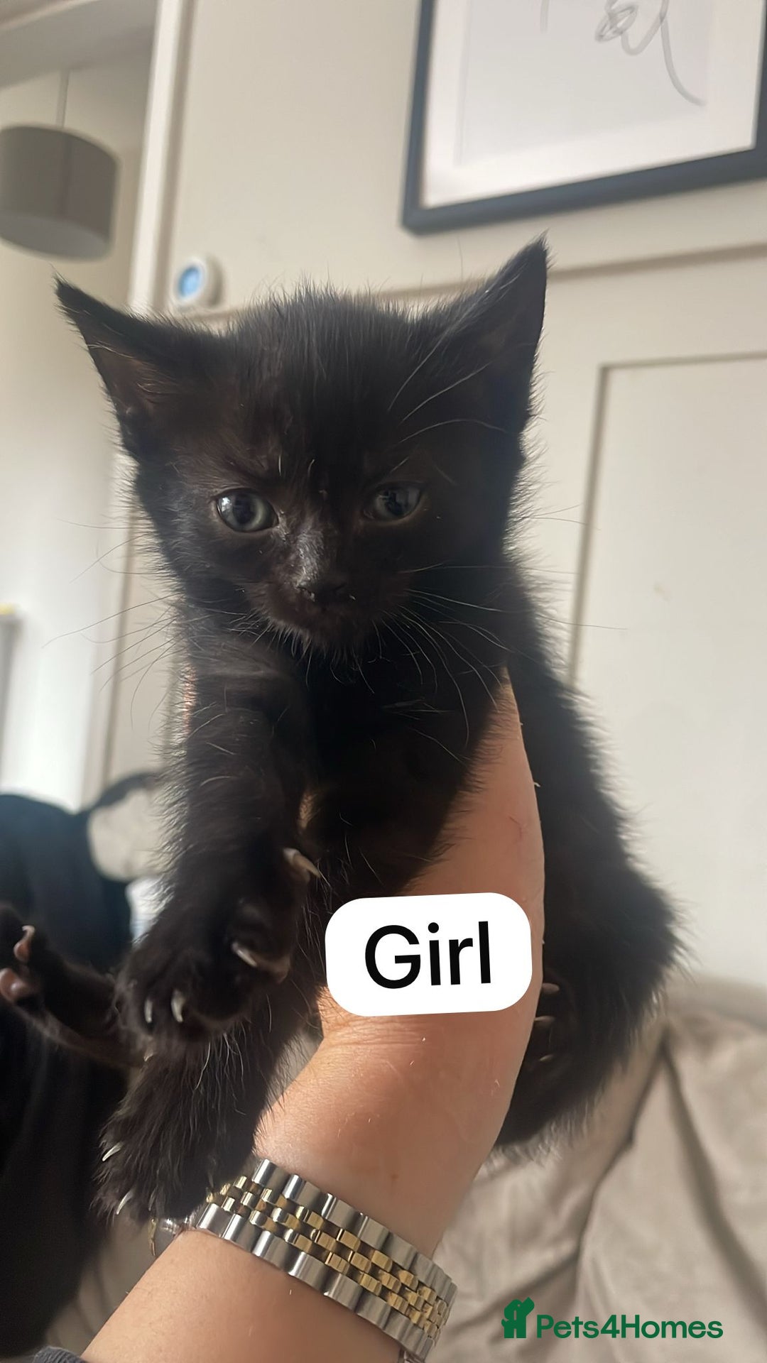 Mixed Breed cats for sale: 3 kittens available - Image 2