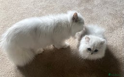 Persian cats for sale: Full Pedigree Chinchilla Kitten - Image 8