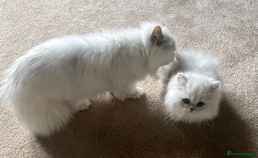 Persian cats for sale: Full Pedigree Chinchilla Kitten - Image 8