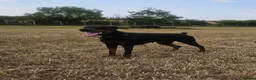 Dobermann dogs for sale: Black and tan imported female - Advert 2