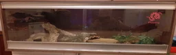 Python Snake reptiles for sale: Caramel ball python  - Advert 14