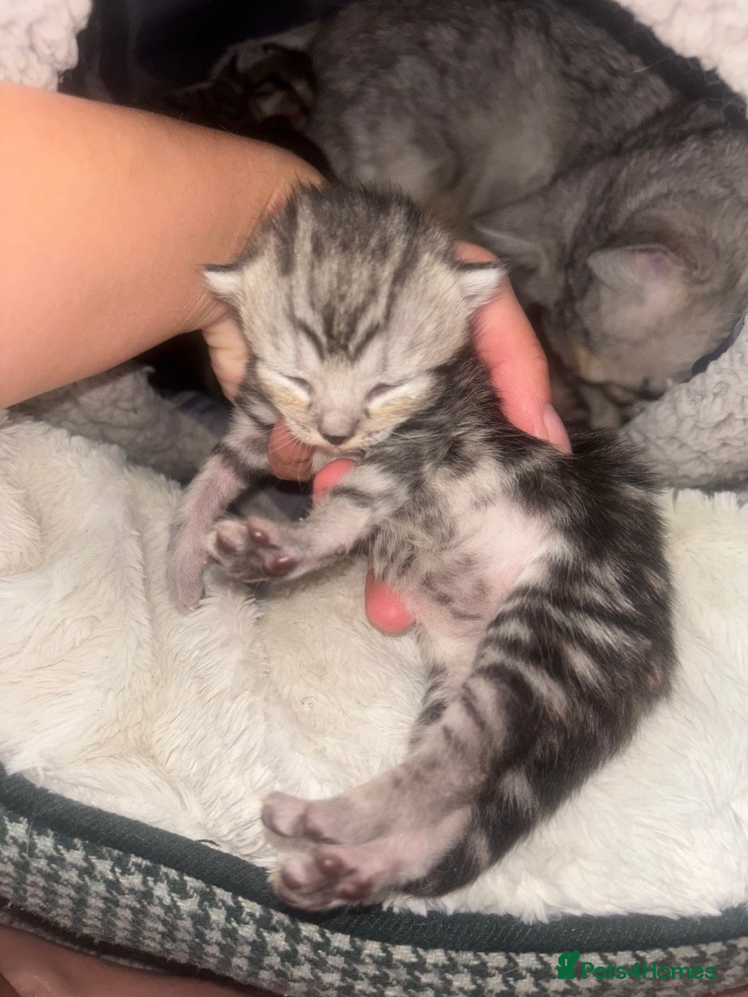 Scottish Fold cats for sale: Scottish Straight Kittens  - Image 9