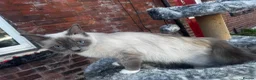 Ragdoll cats for sale: 2 female ragdolls looking for homes  - Advert 10