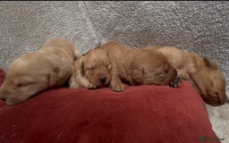 Labrador Retriever dogs for sale: KC Reg Labrador Puppies For Sale - Image 12