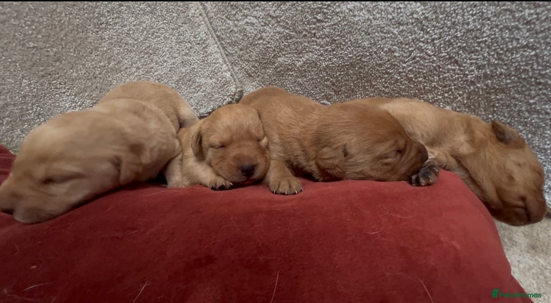 Labrador Retriever dogs for sale: KC Reg Labrador Puppies For Sale - Image 12