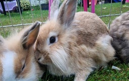 Lionhead rabbits for sale: 6 Cute Lionheads for sale - Image 2