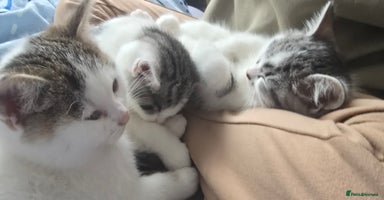 British Shorthair cats - Advert 13