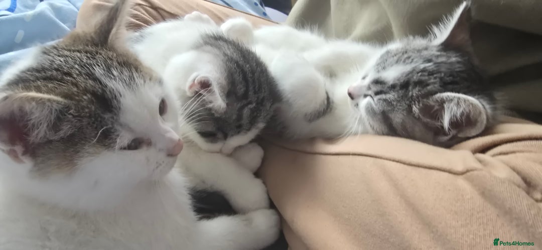 British Shorthair cats for sale: Male kitten British short-hair  - Image 2