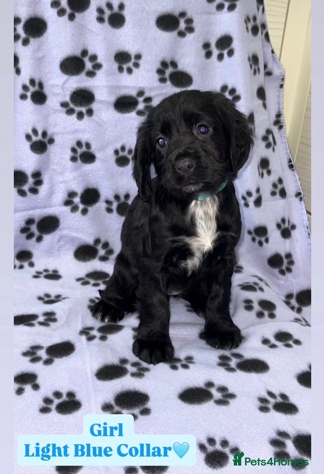 Cocker Spaniel dogs for sale: Beautiful Cocker Spaniel Puppies - Advert 1