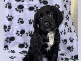 Cocker Spaniel dogs Beautiful Cocker Spaniel Puppies - Advert 1