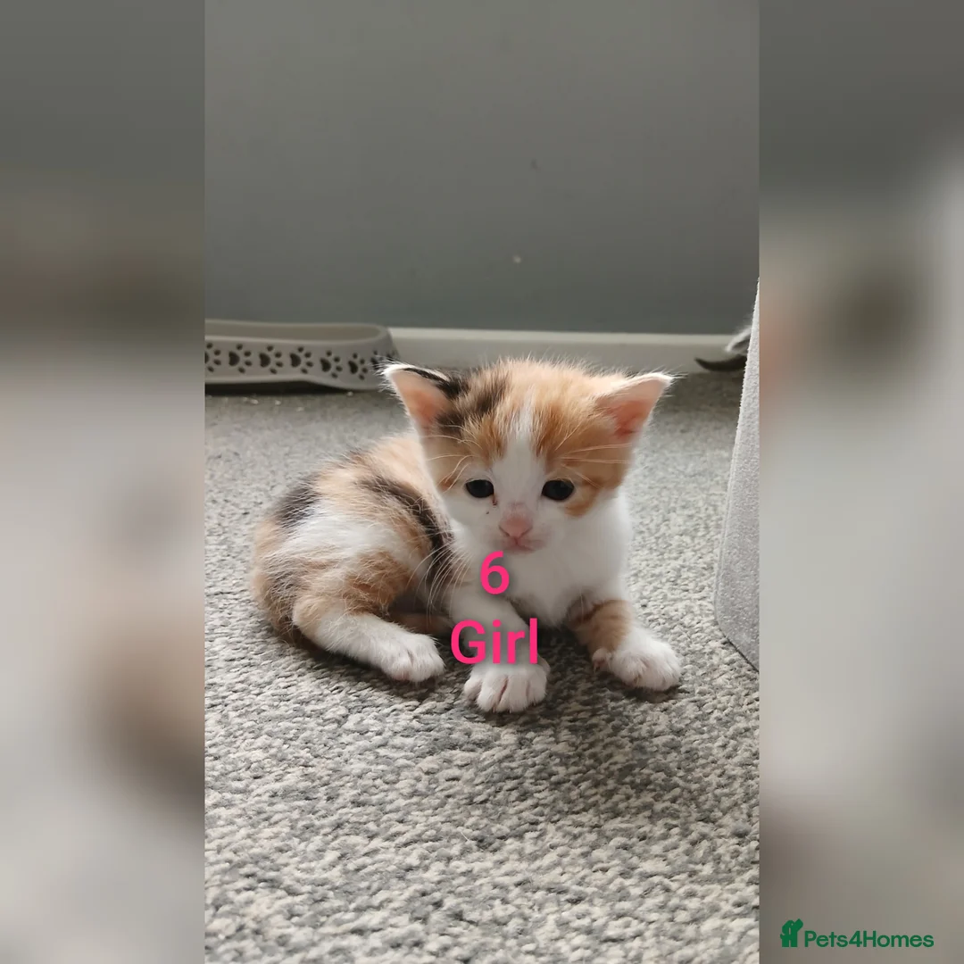 Mixed Breed cats for sale: 6 Adorable Kittens (4 Girls, 2 Boys) - Advert 7