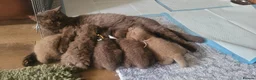 British Longhair cats for sale: Chocolate British longhair  - Advert 3