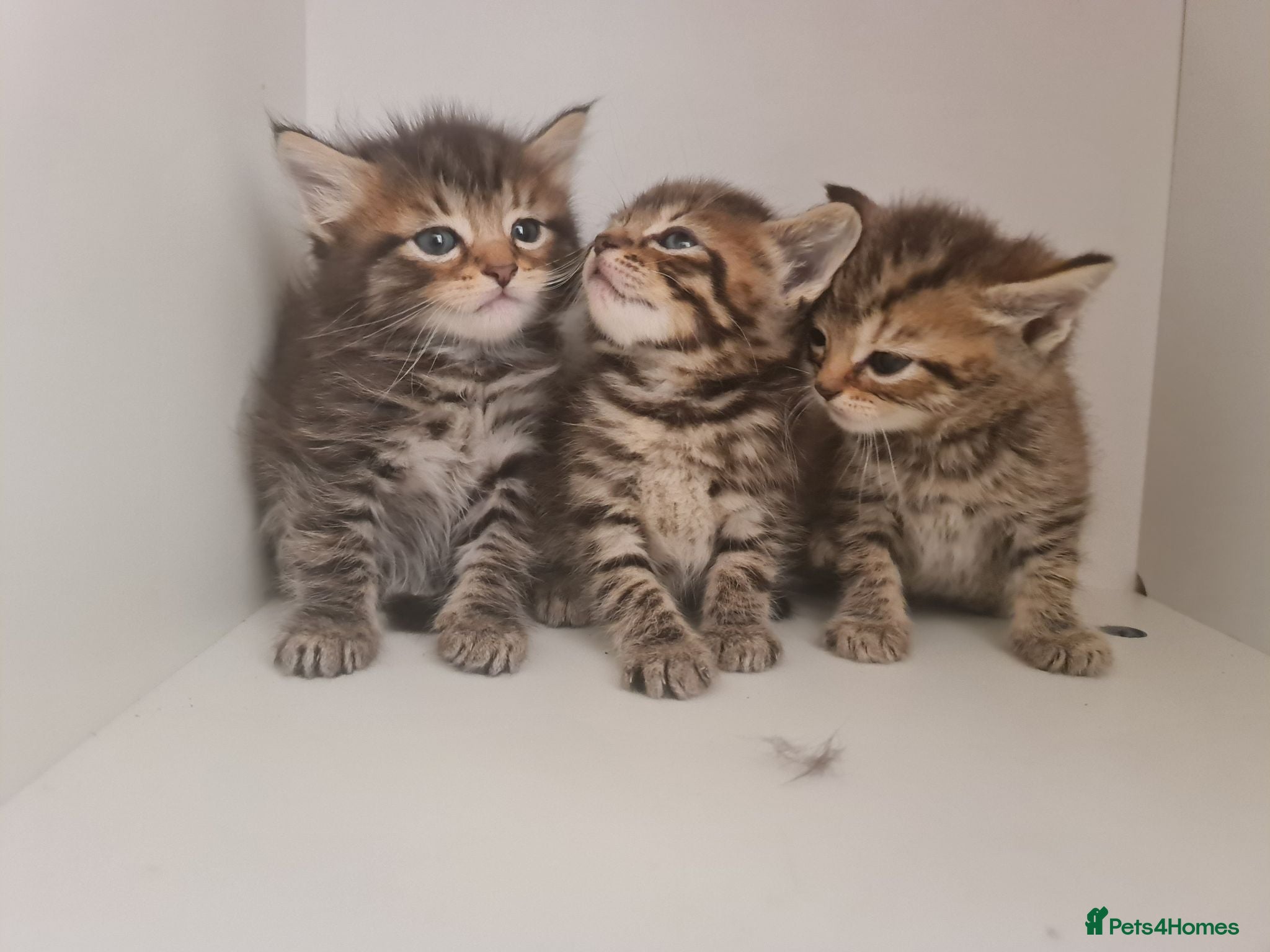 Mixed Breed cats 5 kittens for sale  - Advert 2