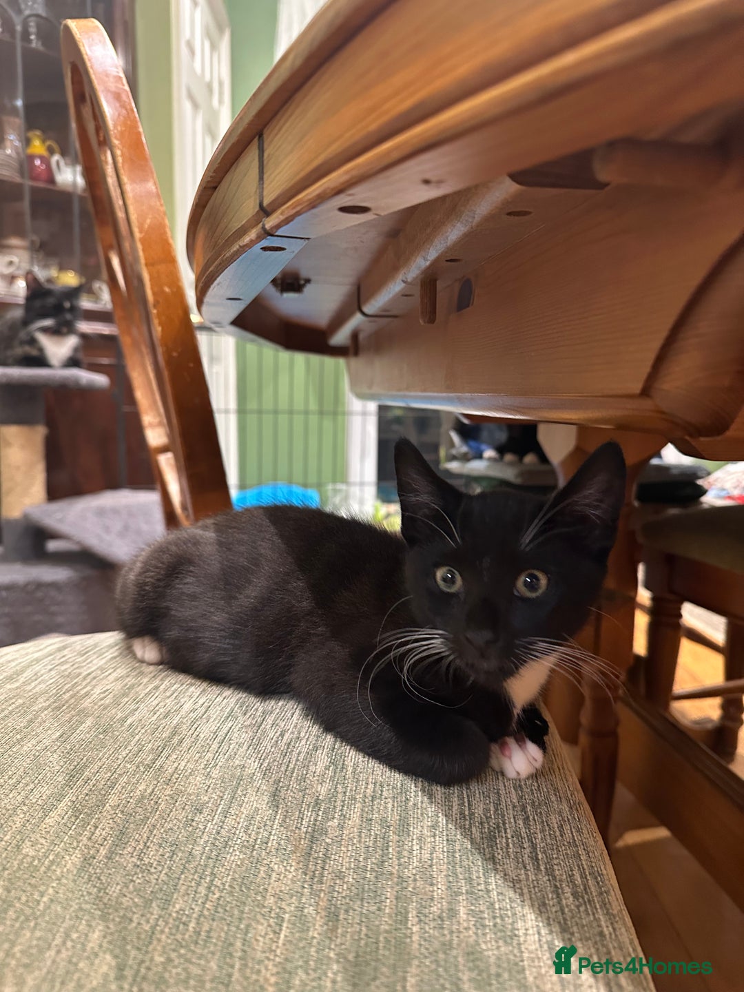 Mixed Breed cats for sale: 2 boys 1 girl left - Image 1