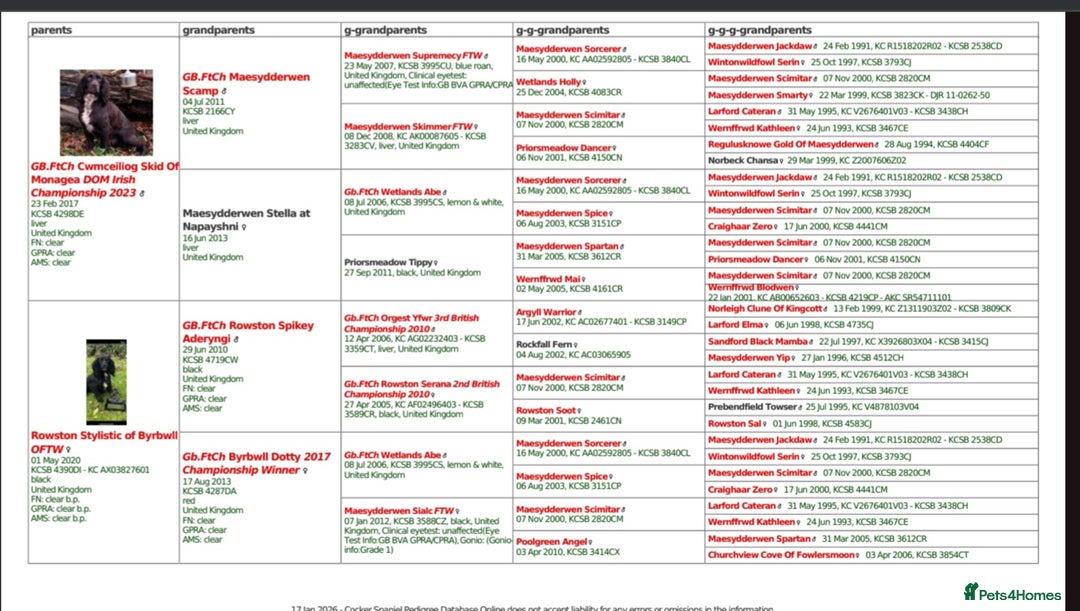 Cocker Spaniel dogs for stud: FTCH X OFTW health tested stud - Advert 2
