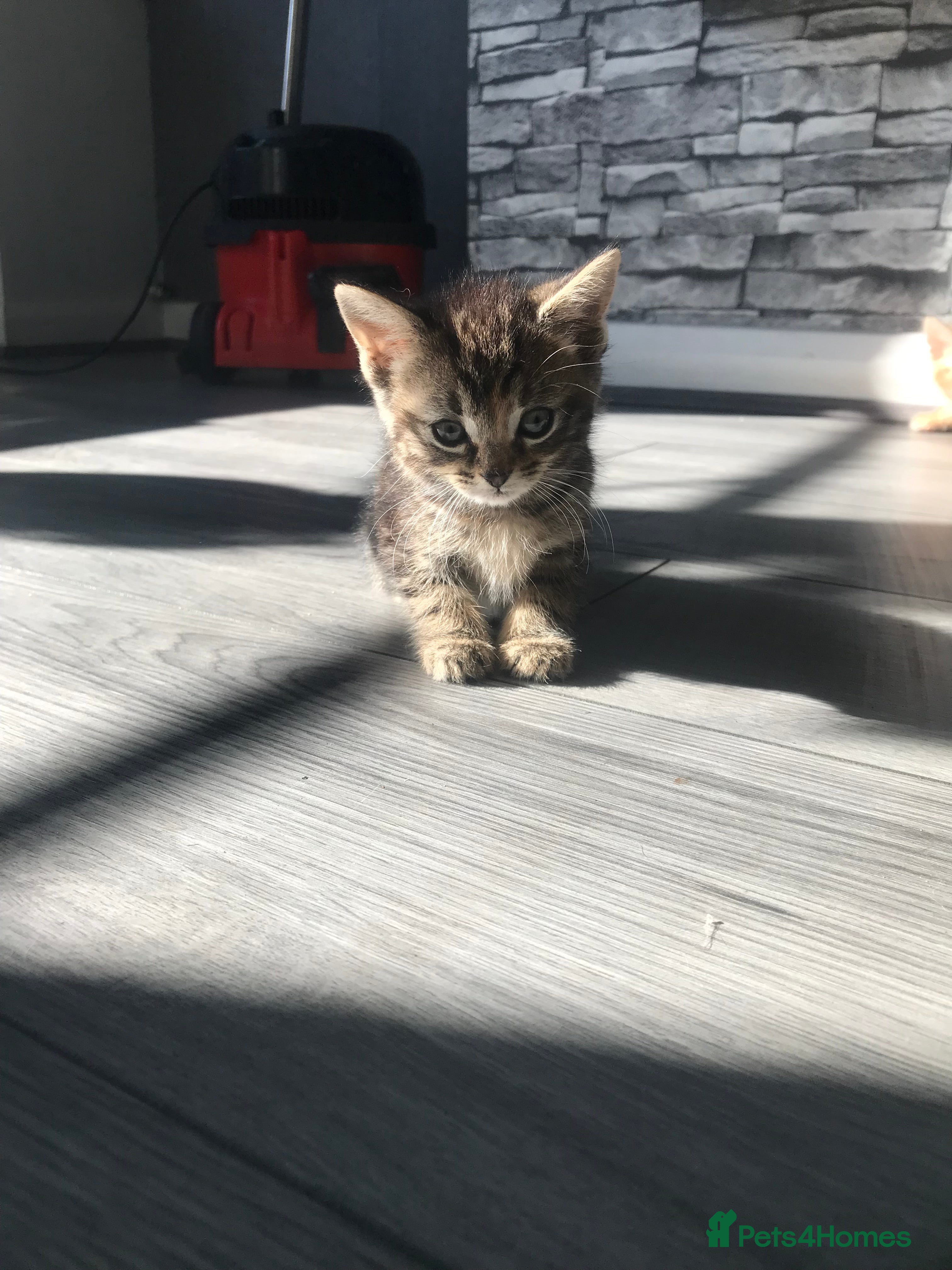 Mixed Breed cats Tabby girl kitten available ready now - Advert 1