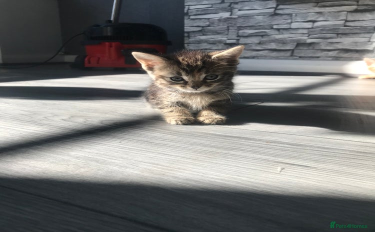 Mixed Breed cats - Advert 19