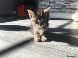 Mixed Breed cats Tabby girl kitten available ready now - Advert 1
