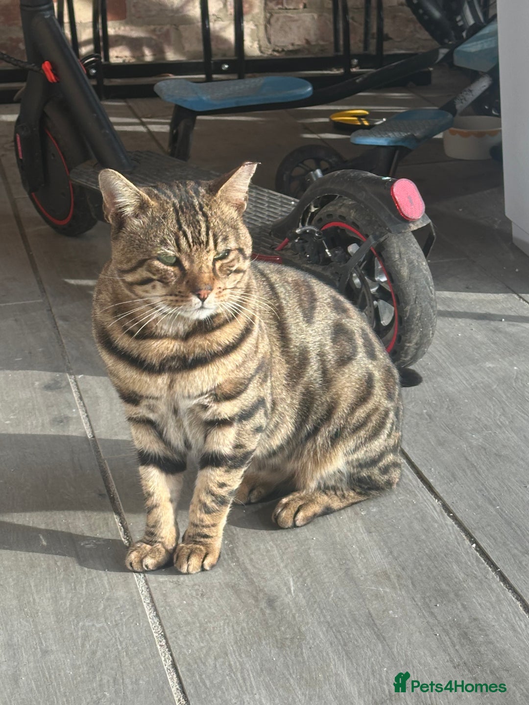 Mixed Breed cats for sale: Bengal cross Kittens  - Image 9