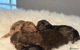 Cockapoo dogs for sale: F1B Cockapoo’s  - Image 6