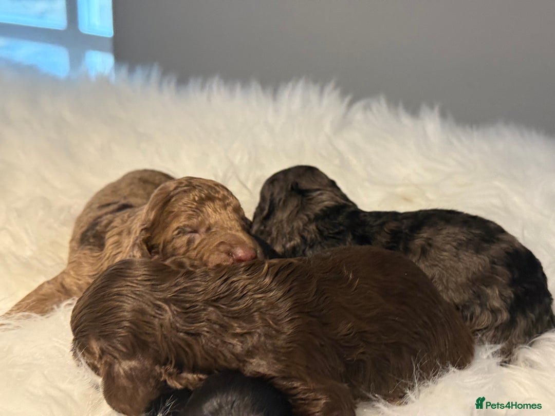 Cockapoo dogs for sale: F1B Cockapoo’s  - Image 6