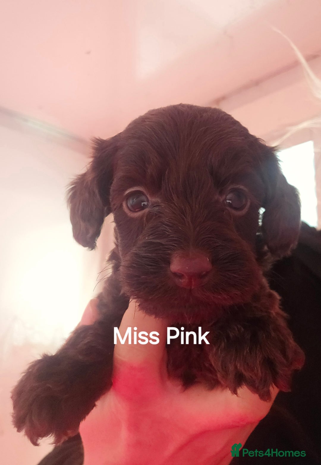 Cockapoo dogs for sale: 7 extreme quality cockapoo pups - Advert 6
