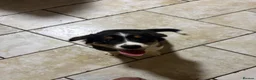 Mixed Breed dogs for sale: Border collie x cavalier King Charles spaniel pups in Armagh - Advert 5