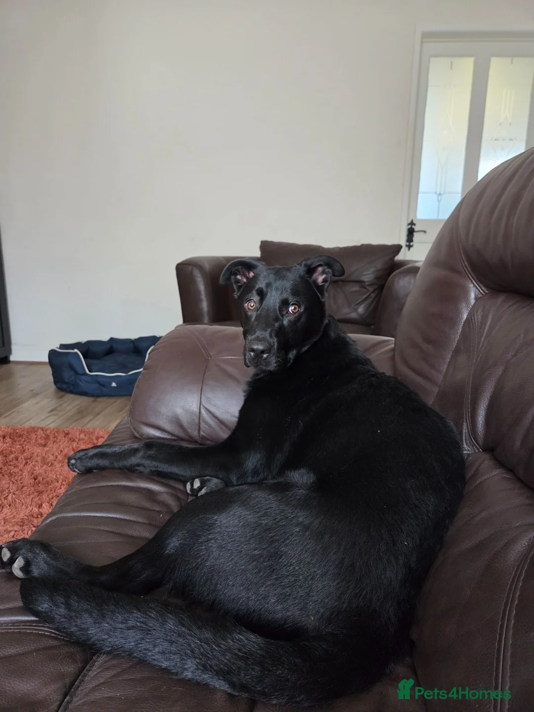 Mixed Breed dogs for sale: Miles, 10 month old labrador/German Shepherd mix  - Advert 9