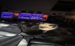 Ragdoll cats for sale: Beautiful female ragdoll kitten - Advert 2