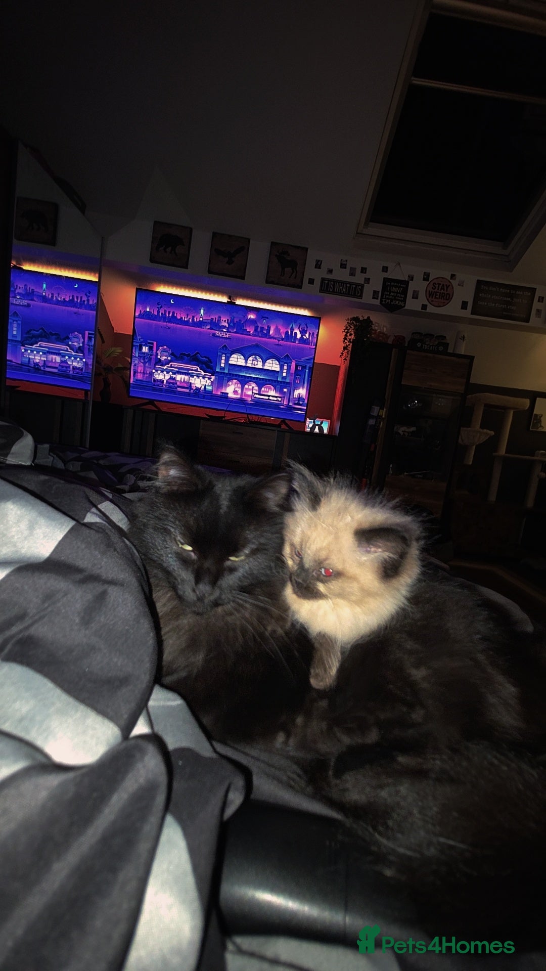 Ragdoll cats for sale: Beautiful female ragdoll kitten - Advert 2